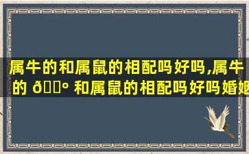 属牛的和属鼠的相配吗好吗,属牛的 🐺 和属鼠的相配吗好吗婚姻